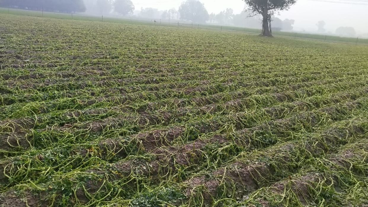 Hail fell on crop, farmers upset