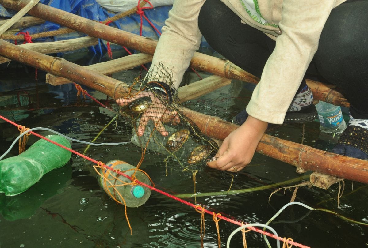 pearl farming in agra