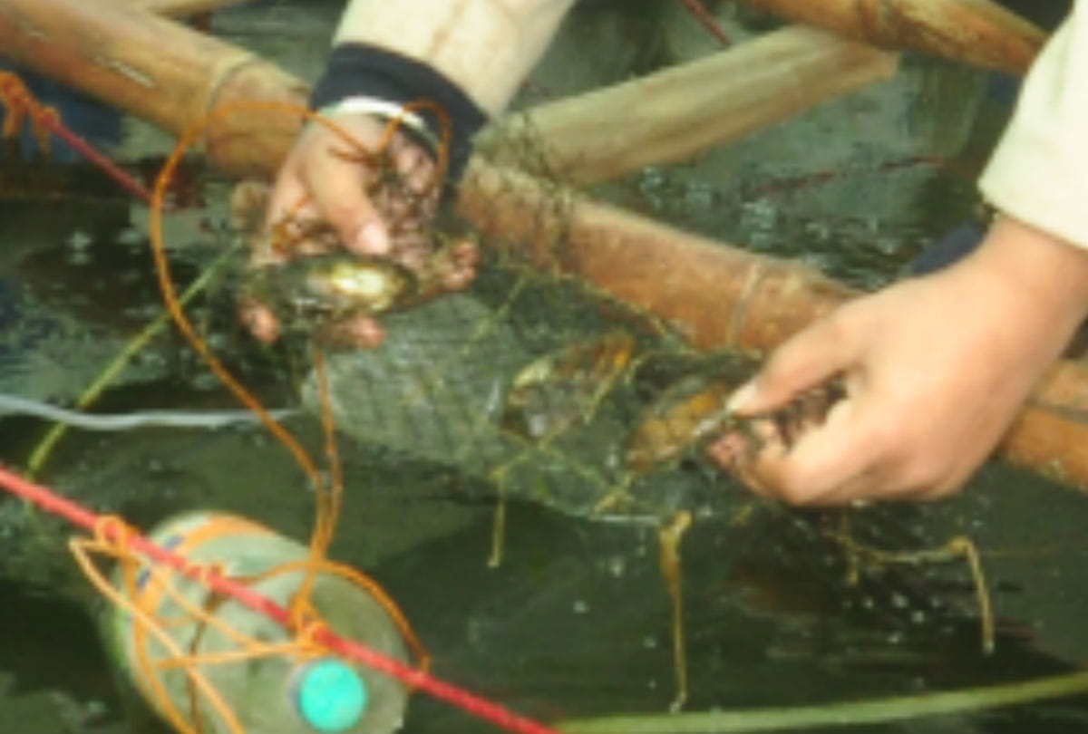 pearl farming in Agra by woman