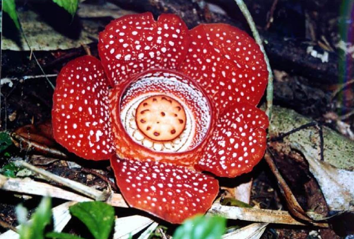 Scientists found worlds largest blooming flower in a forest in Indonesia