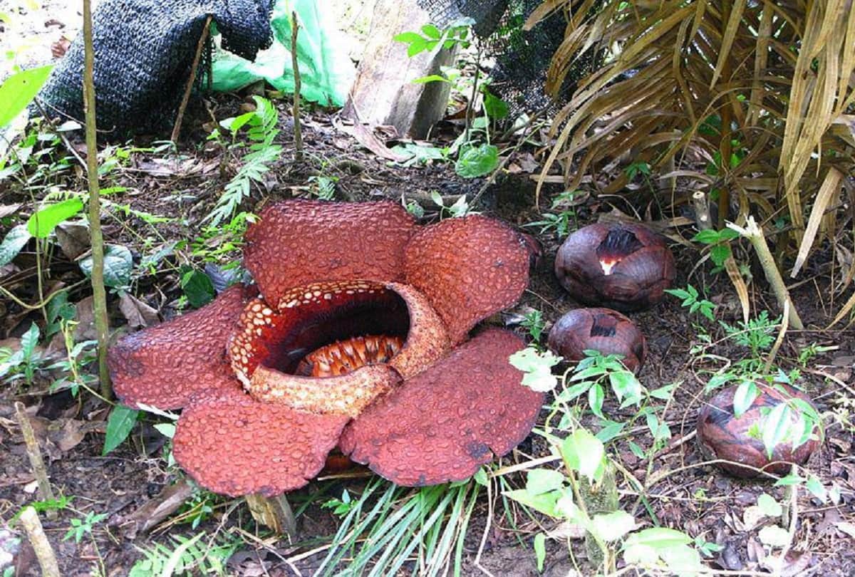 Scientists found worlds largest blooming flower in a forest in Indonesia