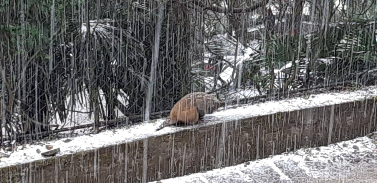 year 2020 first snowfall in mussoorie