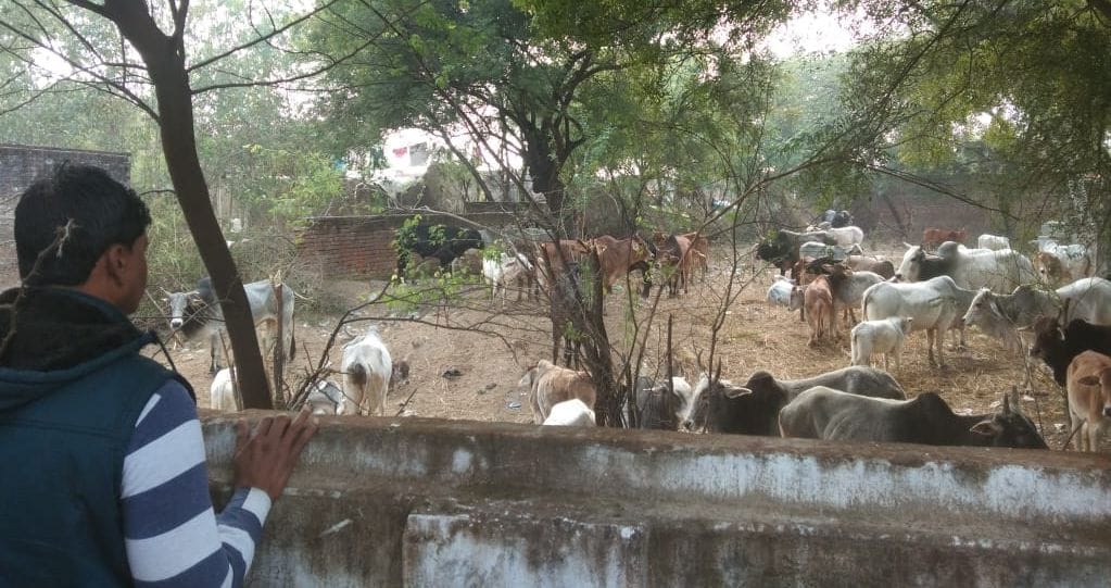 Troubled young farmers made a barn for holiday cattle