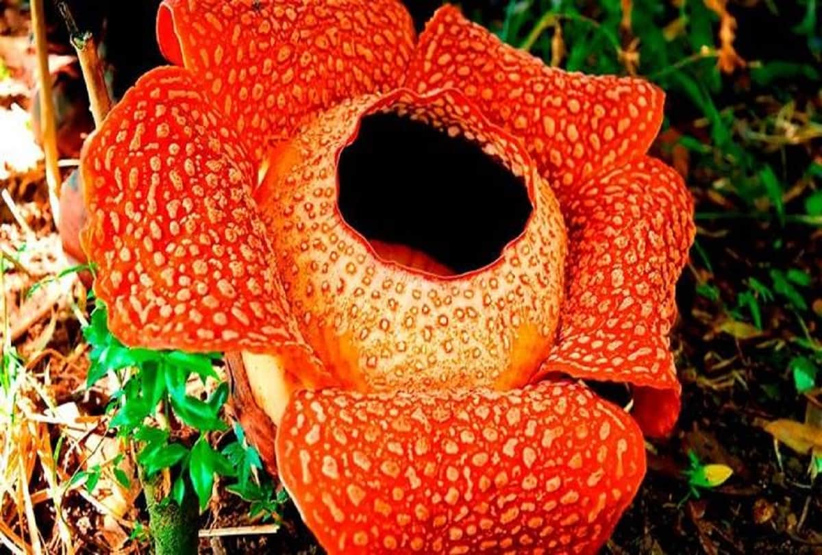 Scientists found worlds largest blooming flower in a forest in Indonesia
