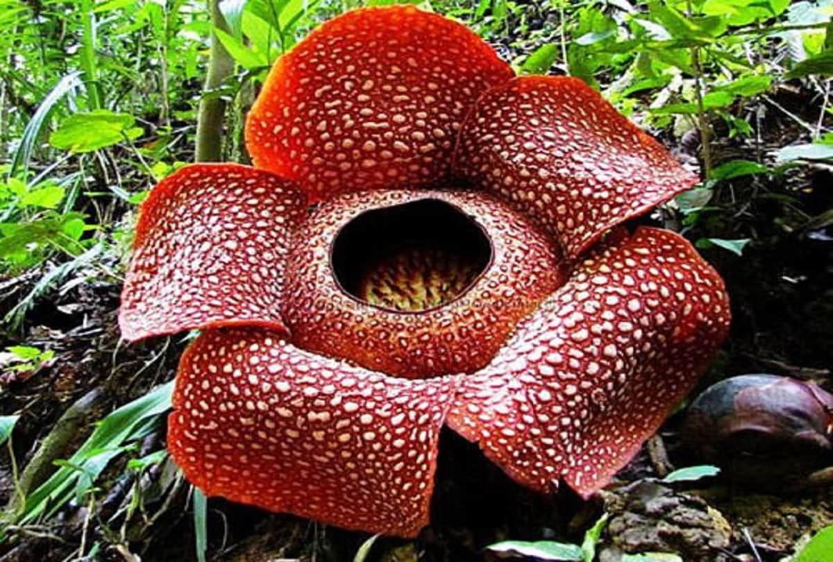 Scientists found worlds largest blooming flower in a forest in Indonesia
