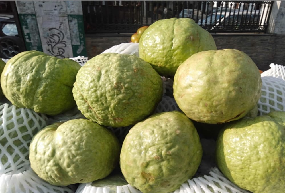 American and Thailand Guava Fraud in uttarakhand