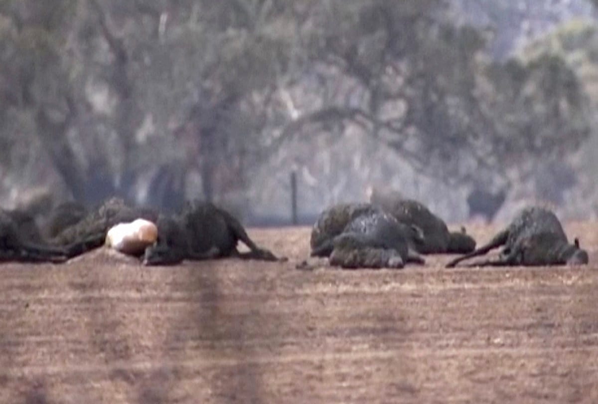Australia Bushfire: half a billion, 480 million animals have been killed, See pictures and videos