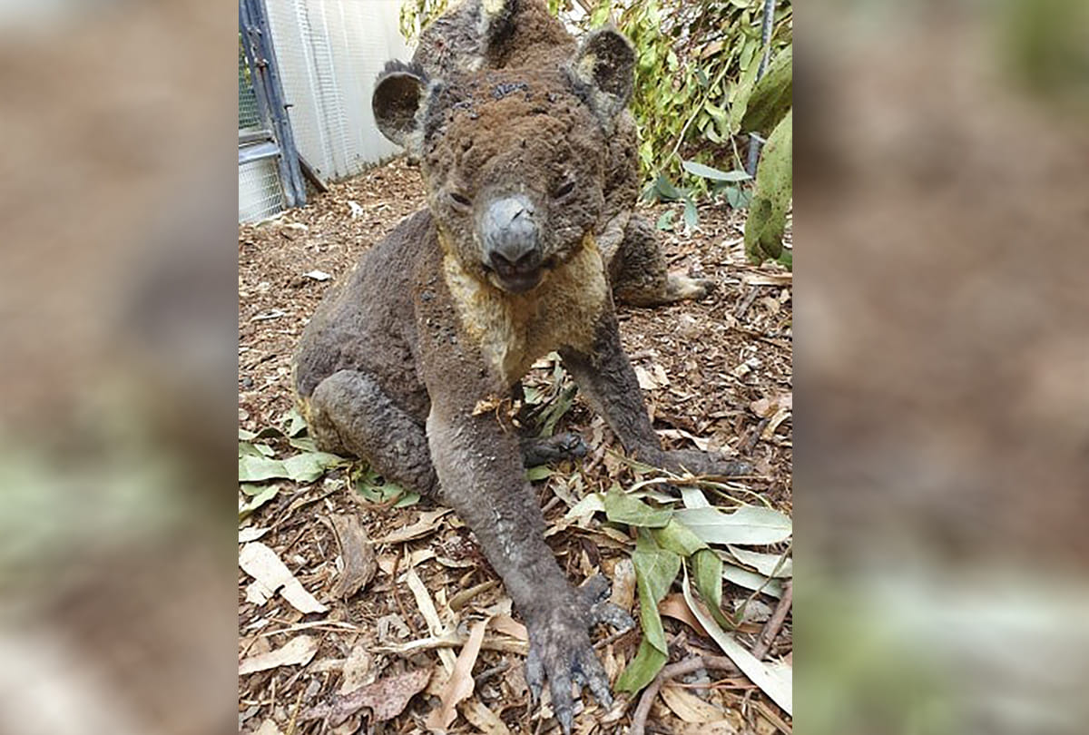 Australia Bushfire: half a billion, 480 million animals have been killed, See pictures and videos