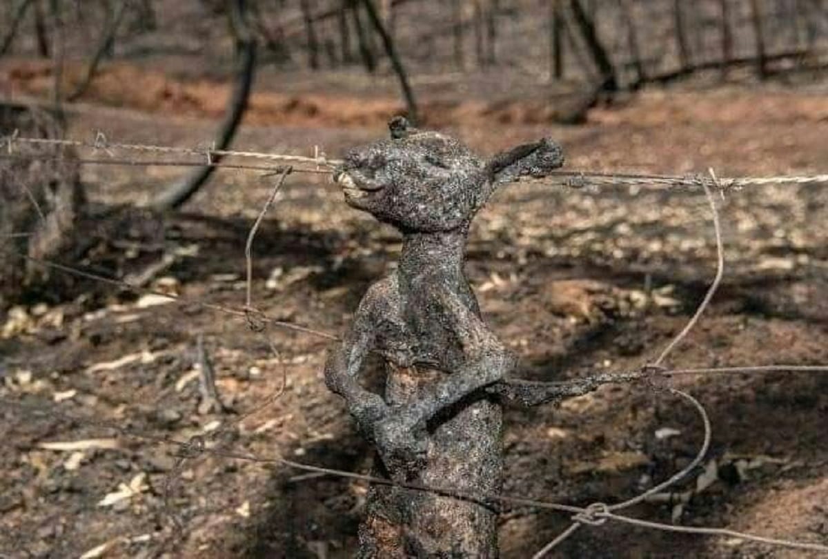 Australia Bushfire: half a billion, 480 million animals have been killed, See pictures and videos