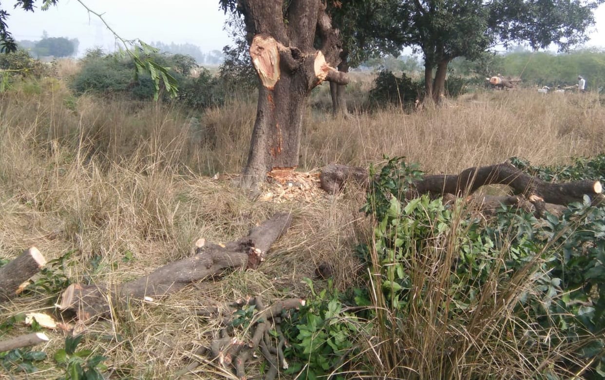 tree