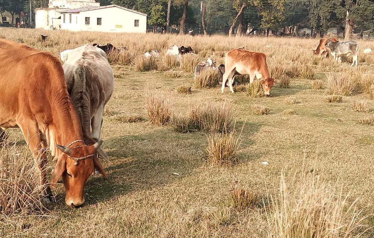 Stray cattle destroyed farmers, ruined crop