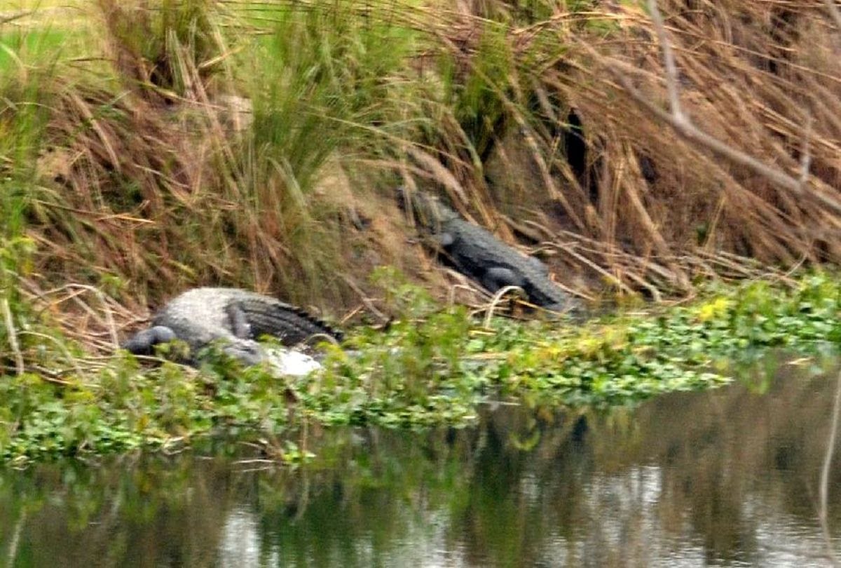 crocodiles take sunbathe near hajara canal in etah