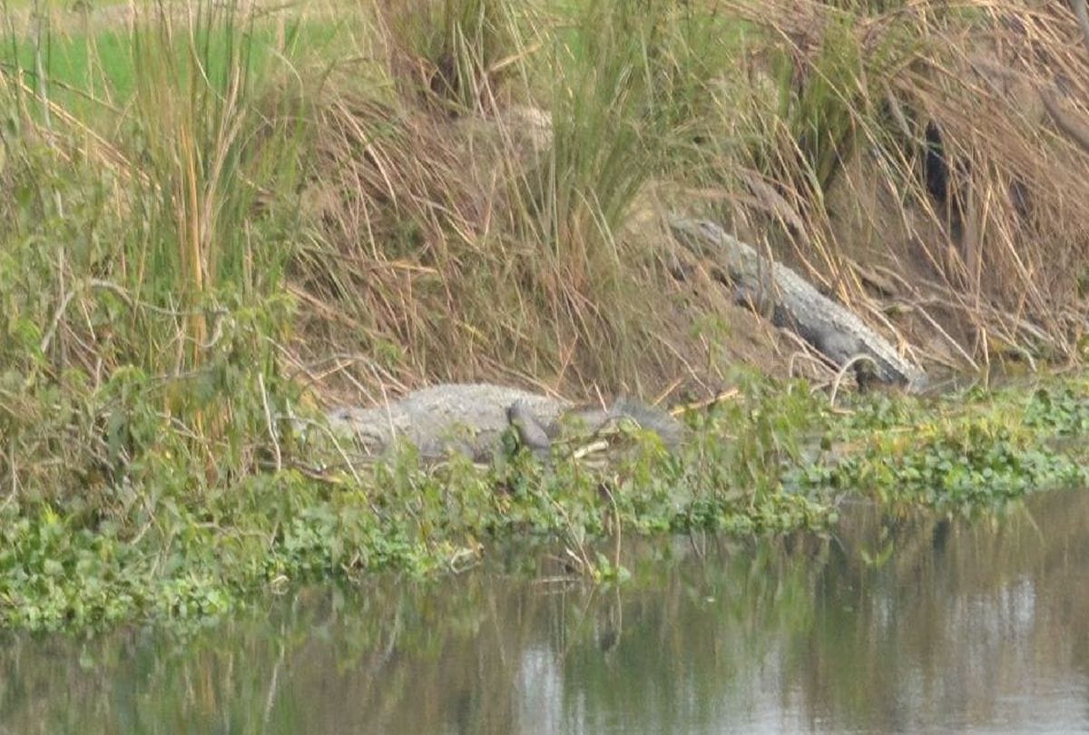 crocodiles take sunbathe near hajara canal in etah