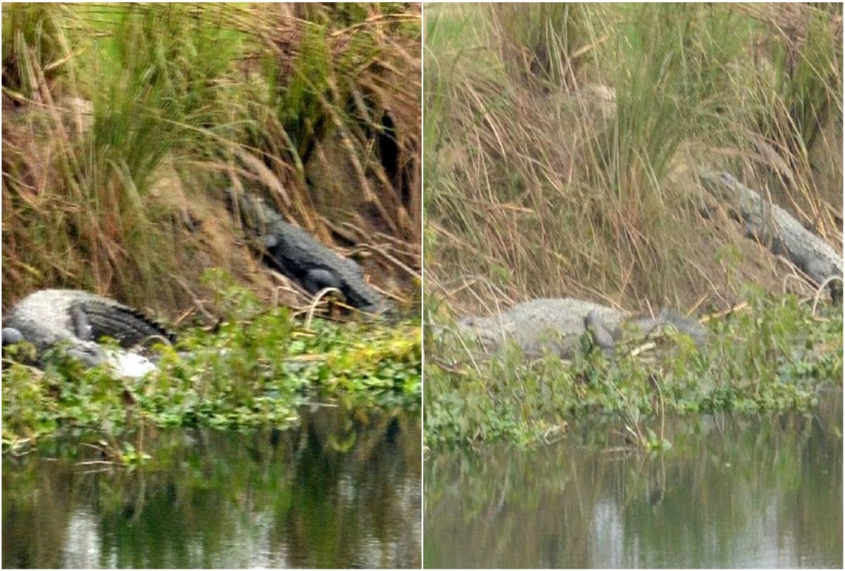 crocodiles take sunbathe near hajara canal in etah