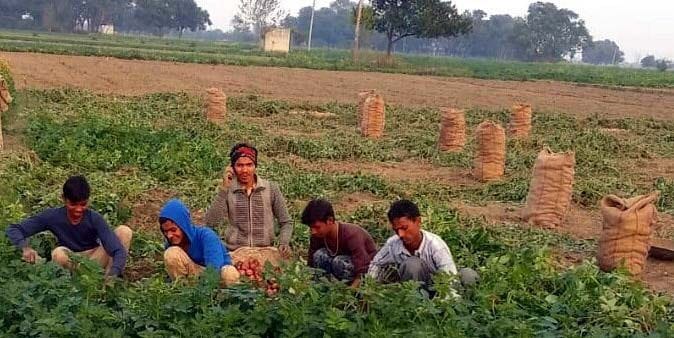 gunagunee dhoop se aaloo kisaanon ne lee raahat kee saans