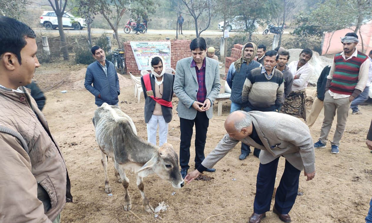 After the death of 21 cows, the remaining cows were taken care of