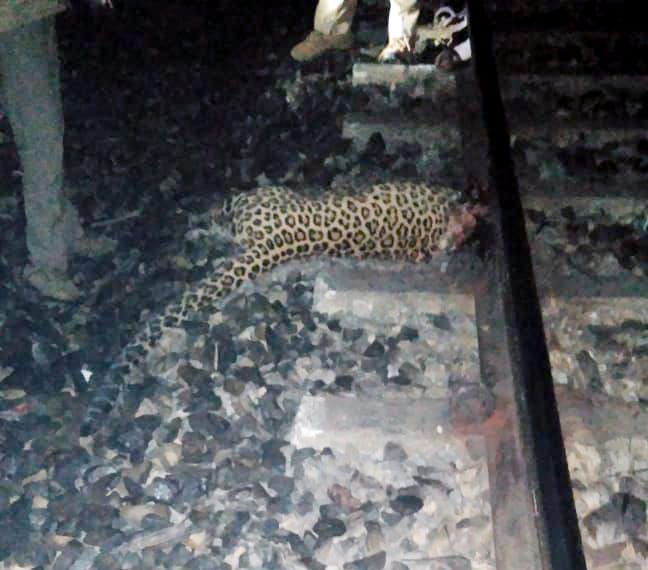 Leopard died in the grip of train