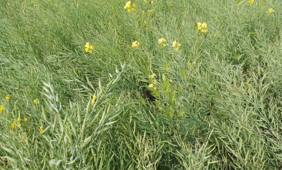 farmer producing bio fertilizer