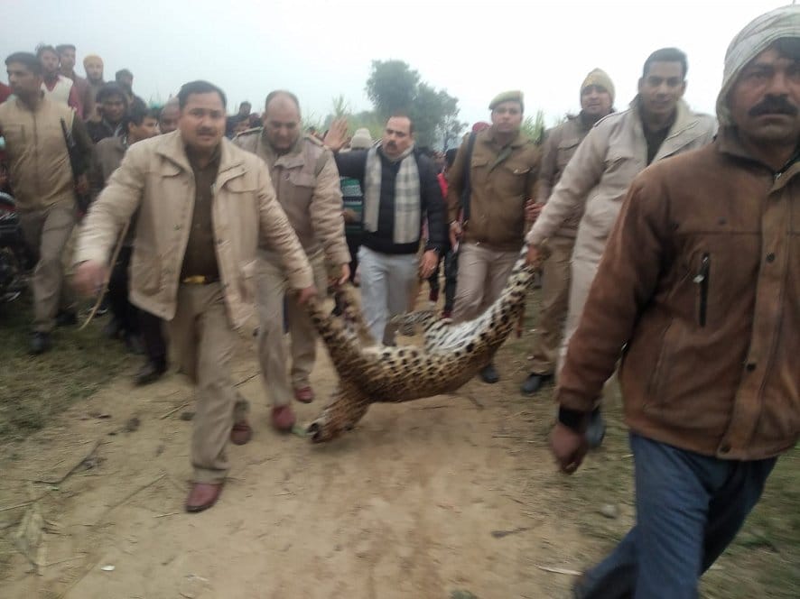 Wild animal killed in the department's failure
