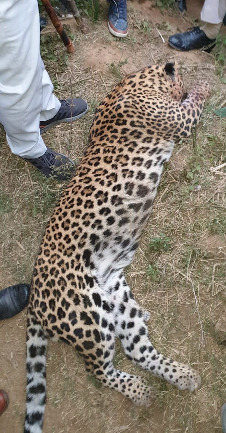 Villagers get relief from killing man-eating guldar