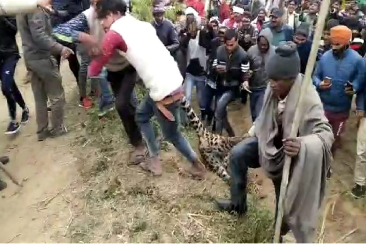 The villagers has killed a guldar in Bijnor city