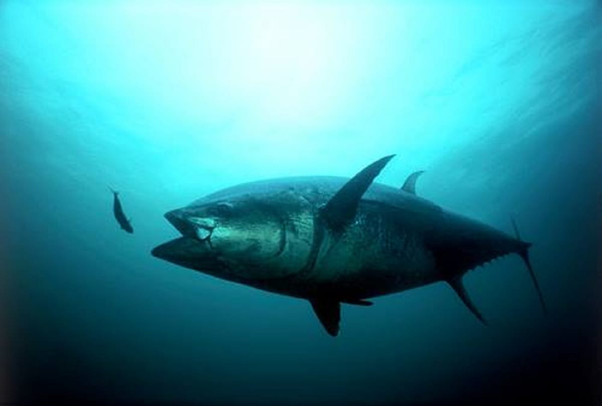 Fishery biodiversity of main and tributaries Rivers in  Himalayan region is under threat