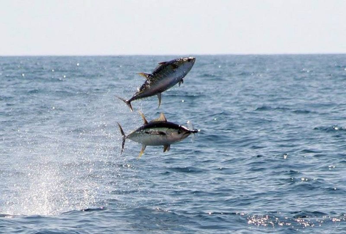 new study on co2 level of oceans fish sex organs boosted under high co2 levels
