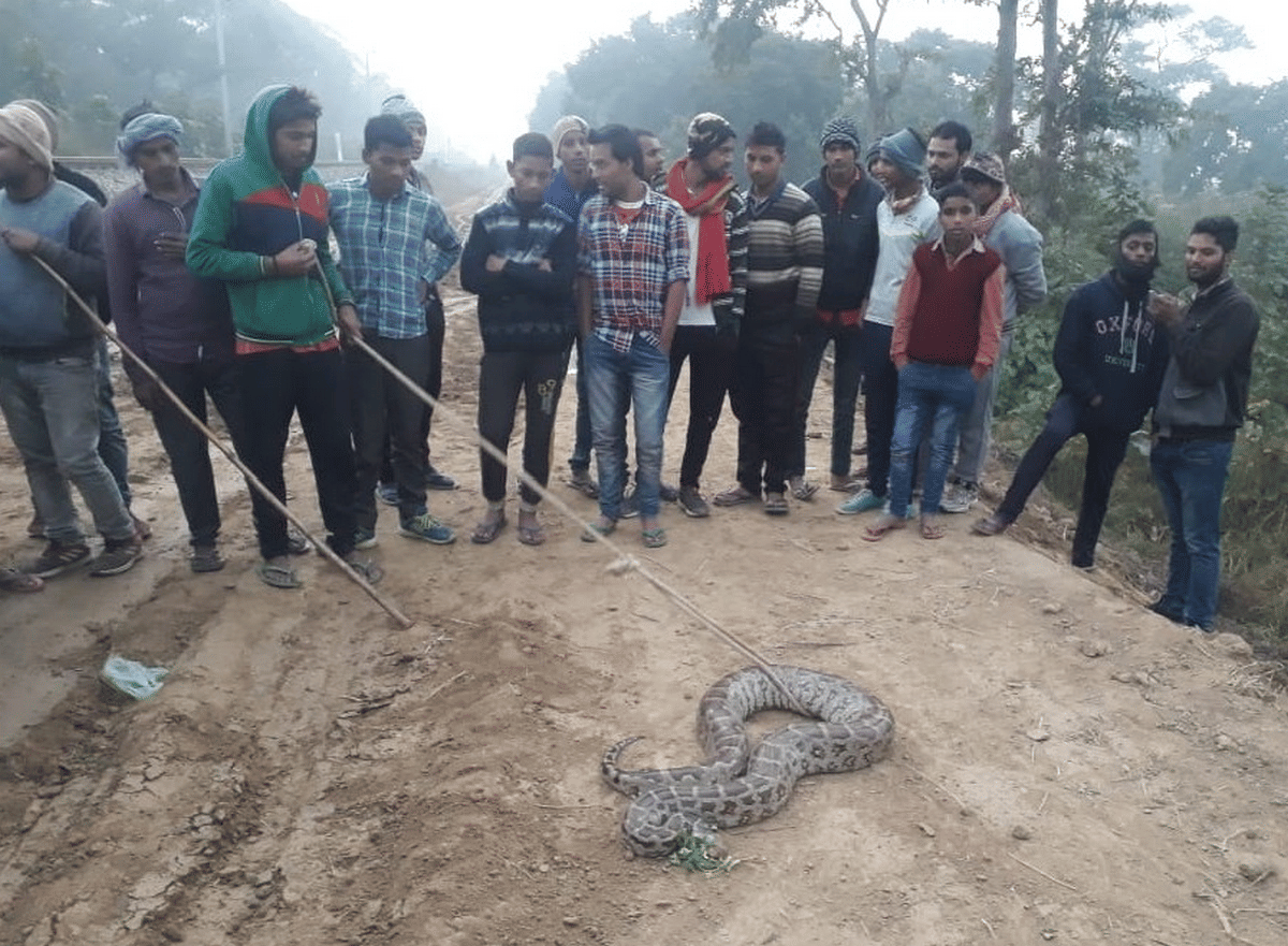 Python swallowed rabbit and chicken in Nandganj Ghazipur