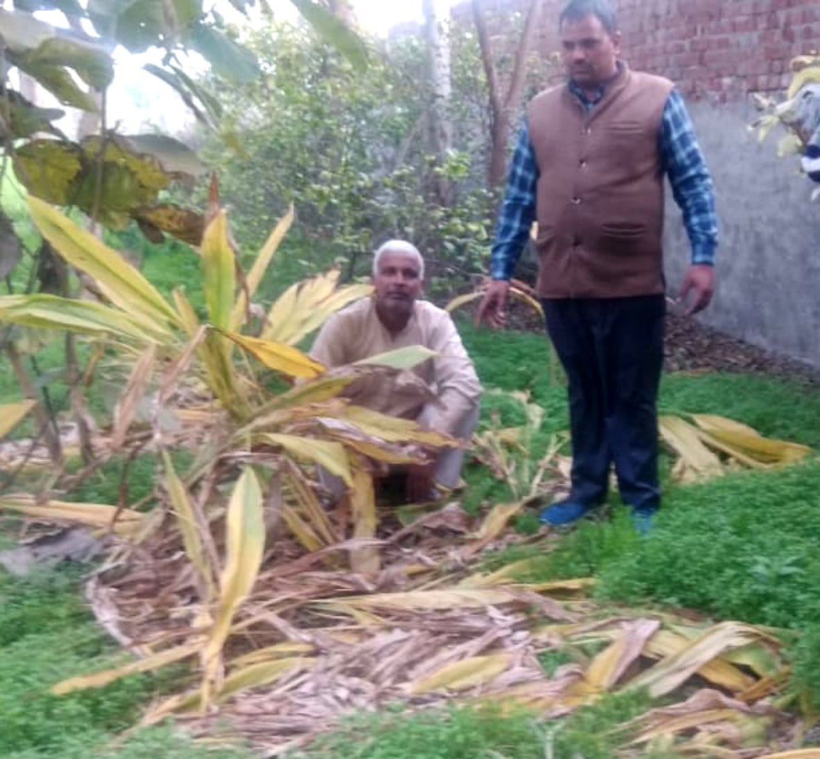 Turmeric cultivation will make farmers 'pocket'
