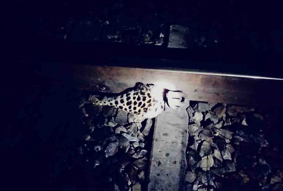 Leopard killed by train between Markundi-Tikariya railway station