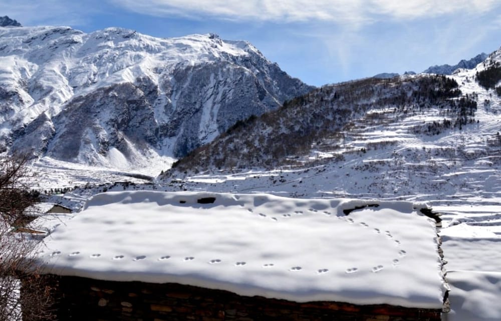 After snowfall, bears are walking in rooftops in the villages of Darma Valley