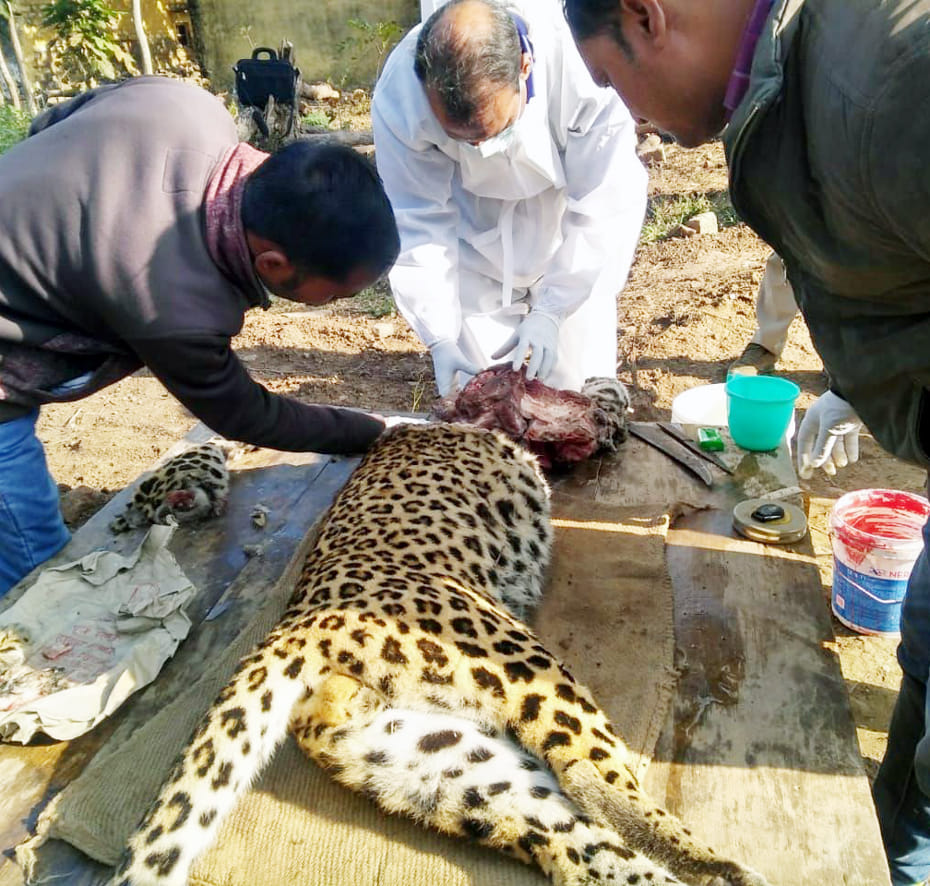 The leopard was coming to drink water after hunting