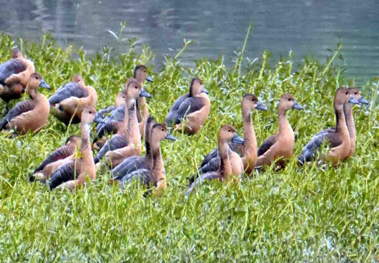 beauty of the Whistling Duck attracts at kanpur zoo