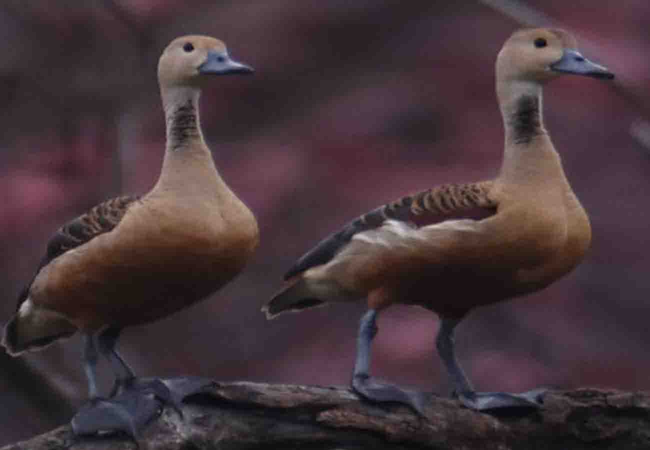 beauty of the Whistling Duck attracts at kanpur zoo