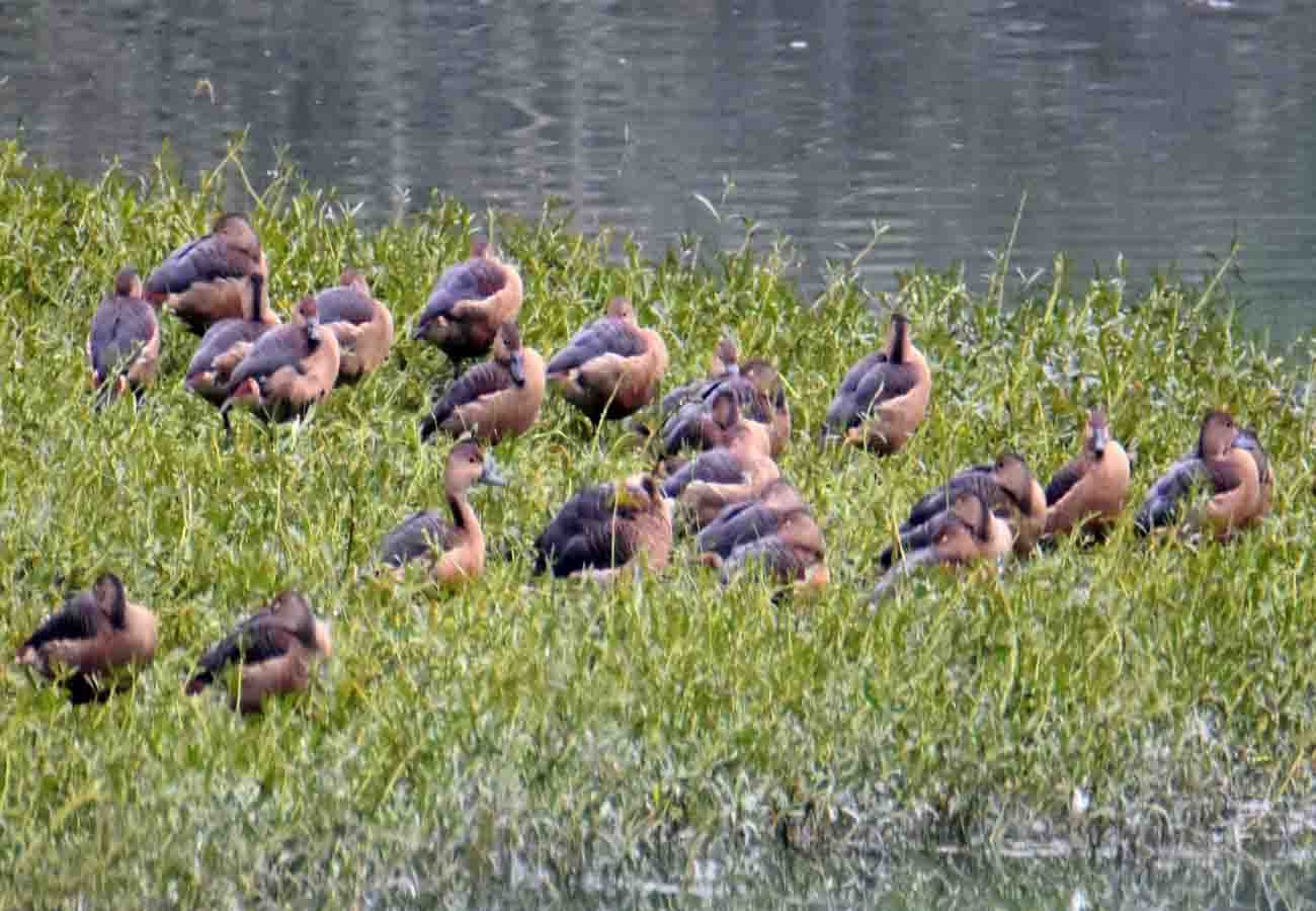 beauty of the Whistling Duck attracts at kanpur zoo