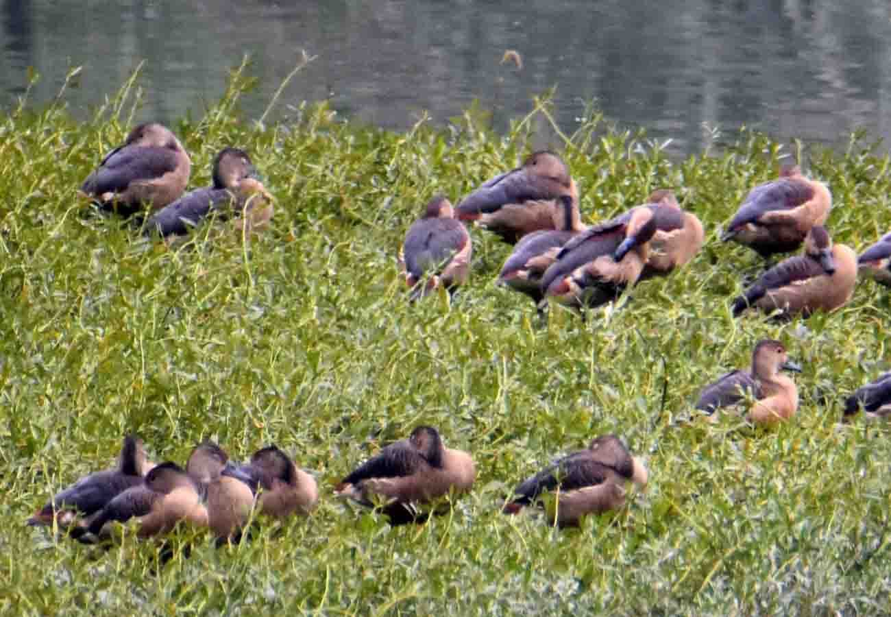 beauty of the Whistling Duck attracts at kanpur zoo