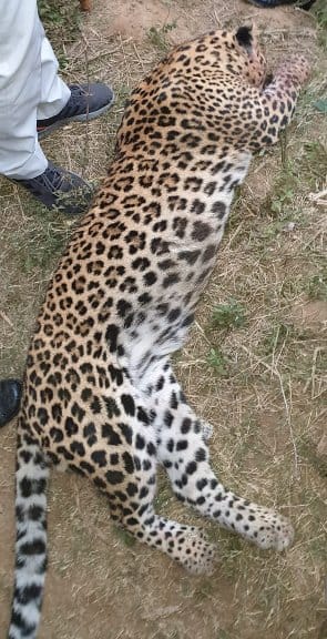 Gulmar's post mortem