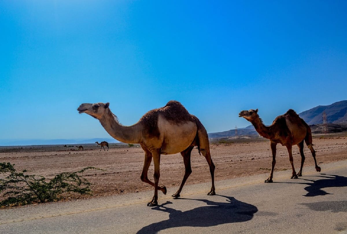 Five thousand Feral camels Killed in Australia because they drink too much water