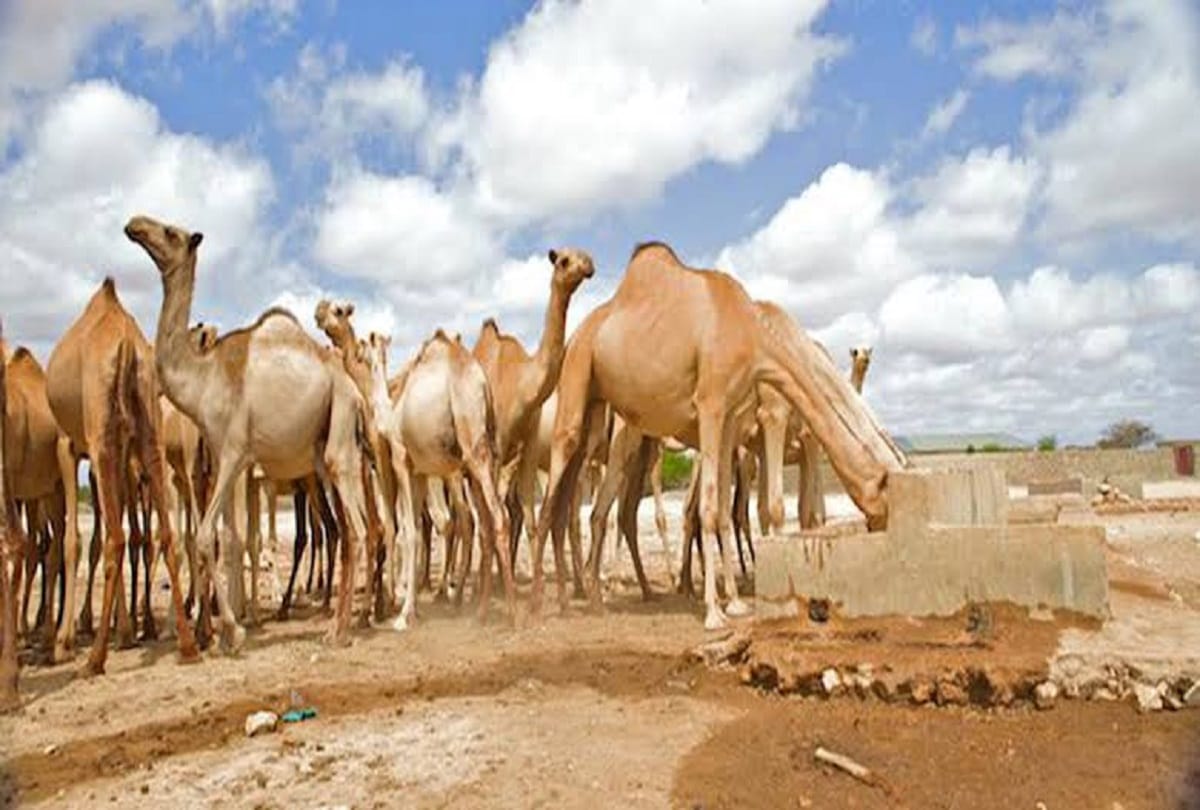 Five thousand Feral camels Killed in Australia because they drink too much water