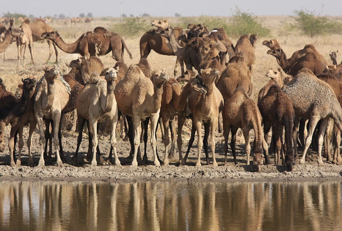 Five thousand Feral camels Killed in Australia because they drink too much water