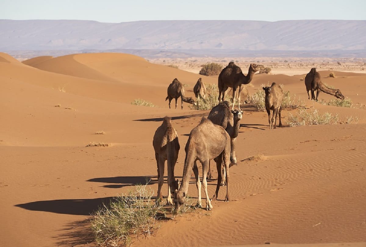 Five thousand Feral camels Killed in Australia because they drink too much water