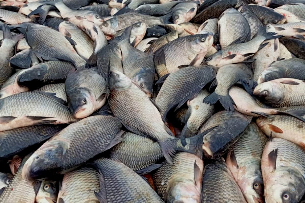 Kapil Rana of Baghpat motivates farmers for fisheries