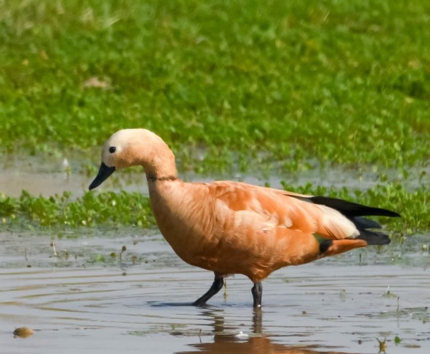 Common merganser bird reached on Harike wetland after ten years in Firozpur