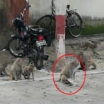 monkeys killed falcon