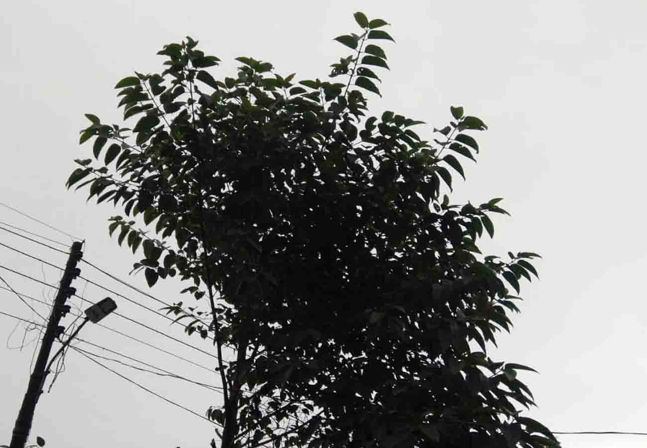 weather report,  rain in cities of UP, weather department prediction