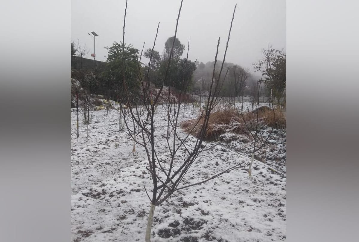 Shock to horticulturists, prices of fruit plants including apples increase