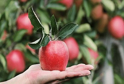 How climate change could kill the red apple