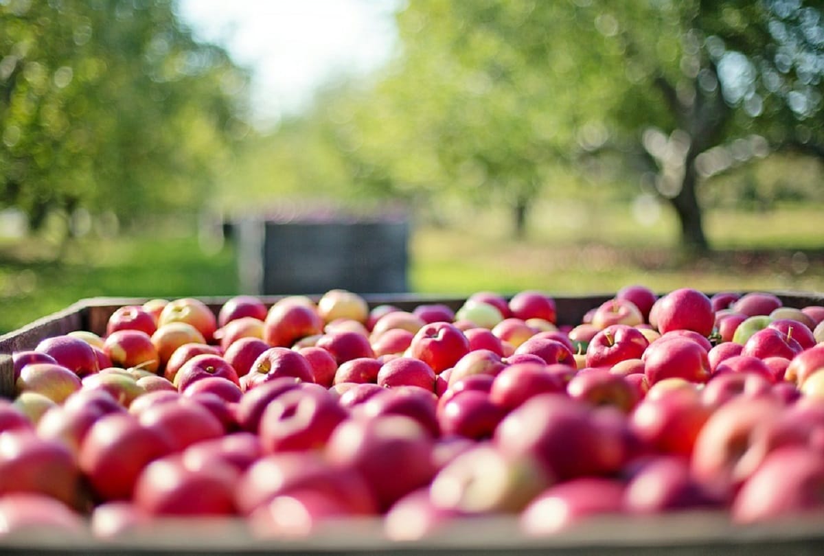 health benefits of apple cancer to alzheimer