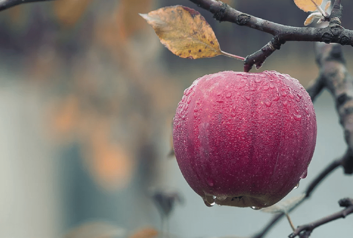 apple health benefits cancer to constipation