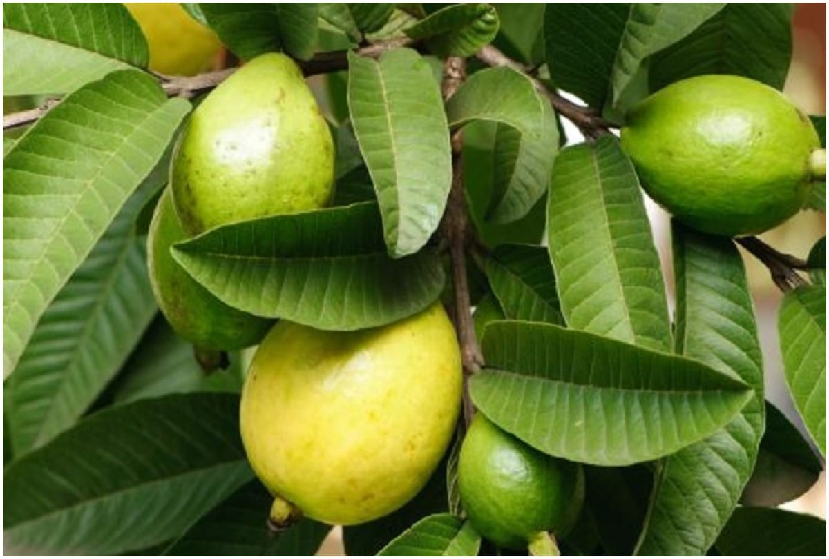 Insect attack once again on the yield of guava